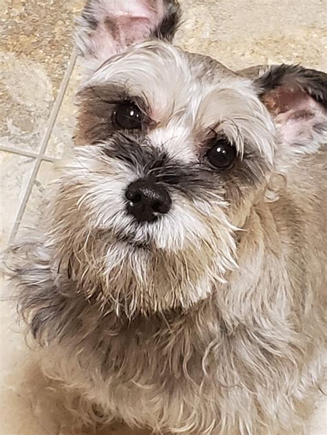 If you are interested in obtaining a puppy, please check out our "Puppies" page. . Miniature schnauzer rescue maryland